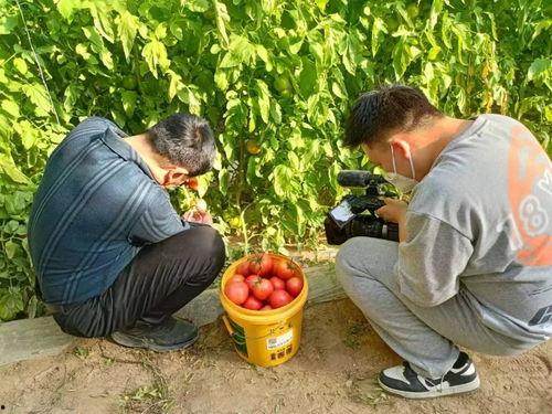 吃瓜事件大连新闻网最新,最新“吃瓜”事件追踪，揭秘幕后真相